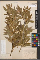 Foto von Salix caprea L. x Salix purpurea L.